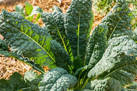 10 Simple Steps on How to Plant Kale Successfully